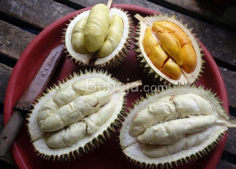 durian indonesia