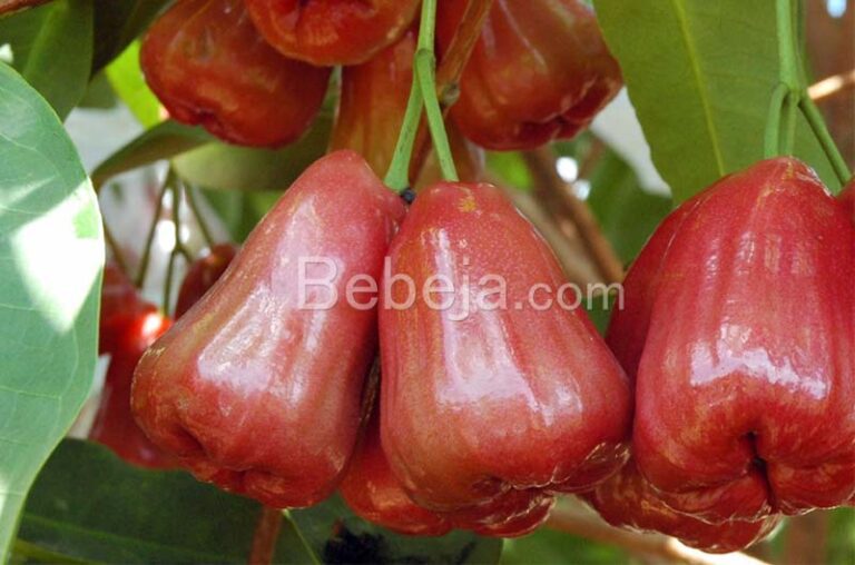 water guava fruit