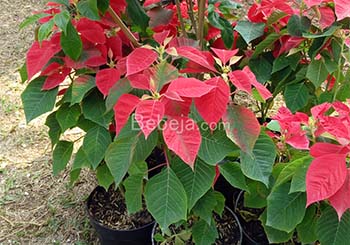 poinsettia plant