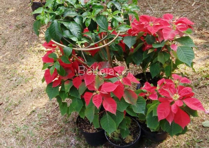 poinsettia plant