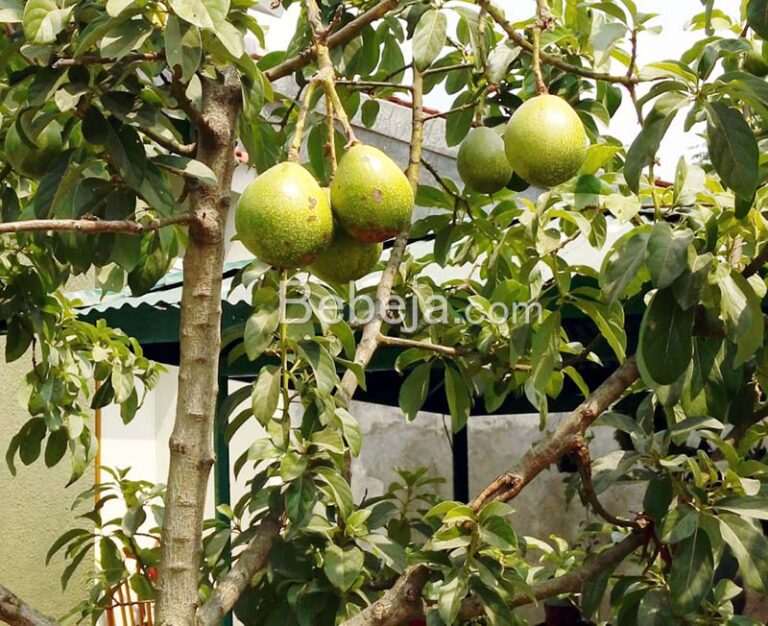 Top Working Technique on Avocado Trees