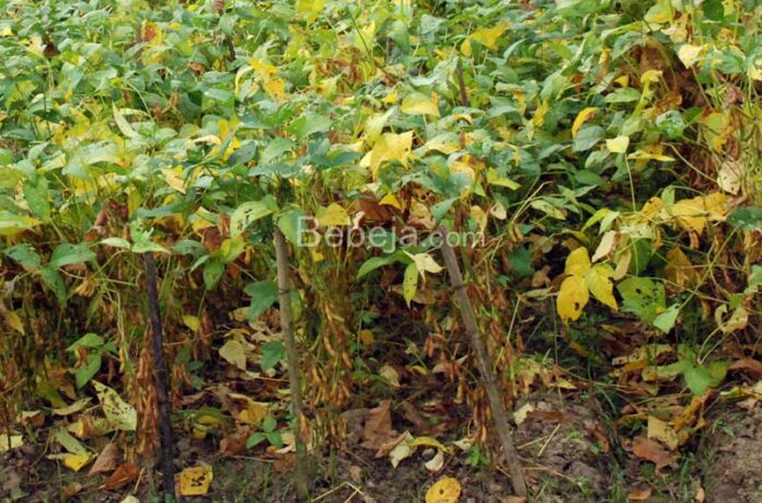 soybeans