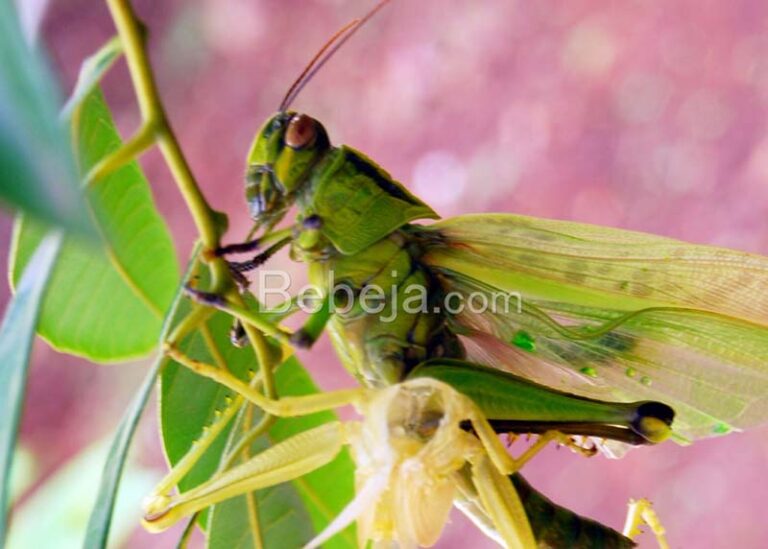 locust pests in agriculture